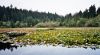 Beaver Lake, Stanley Park, Vancouver, BC, Canada